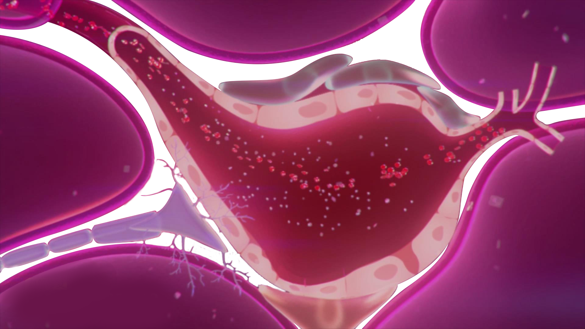 1761898598538192.png 血管修复全.png